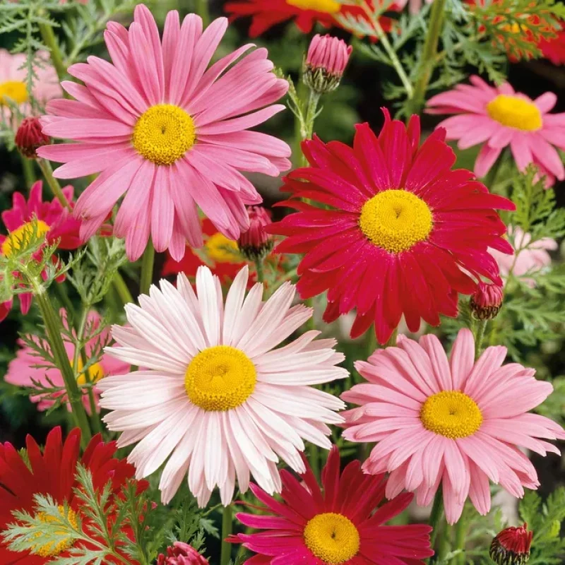 Painted Daisy