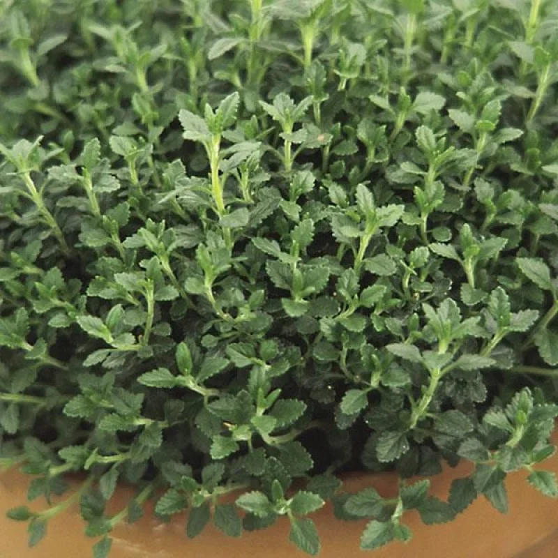 Germander