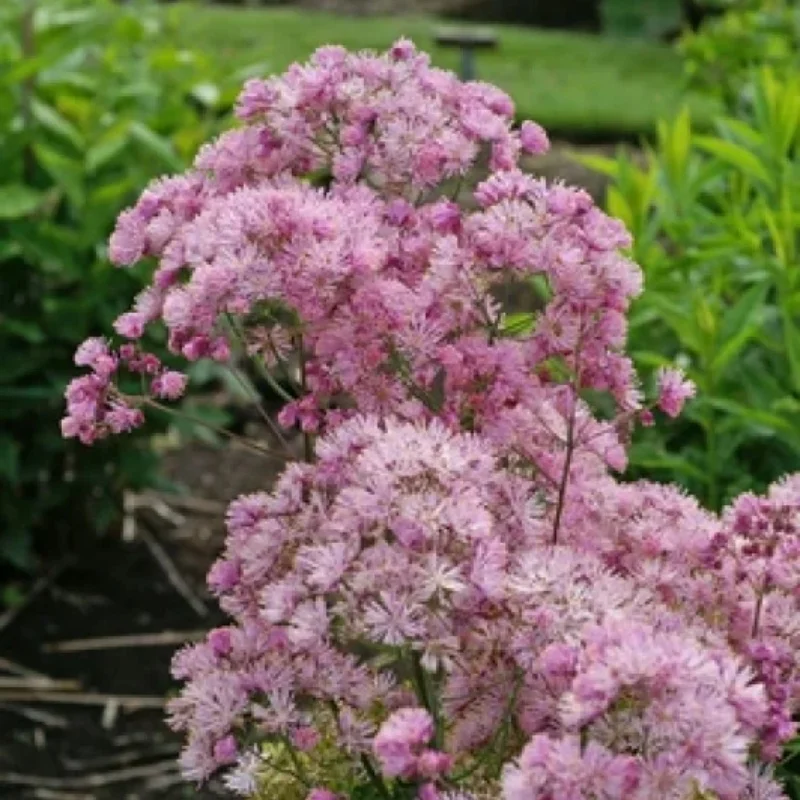 Columbine Meadow Rue