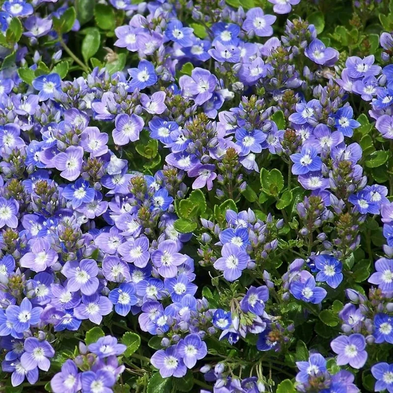 Turkish Creeping Speedwell