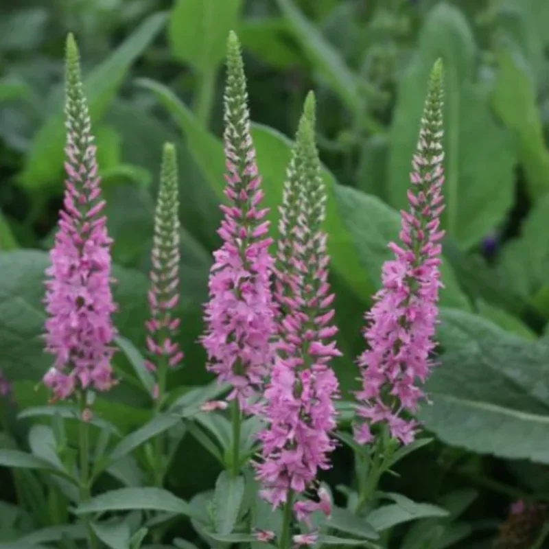 Speedwell