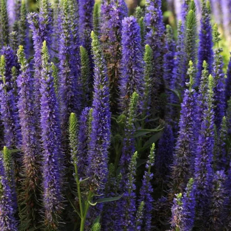 Speedwell