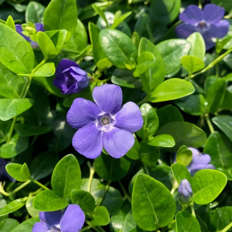 Periwinkle