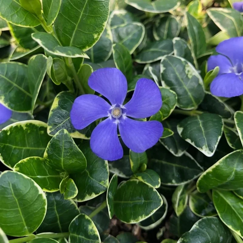 Periwinkle