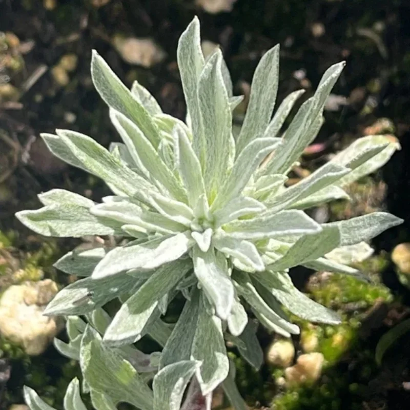 Littleleaf Pussytoes