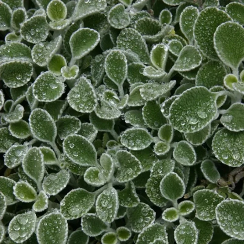 Silverheels Horehound