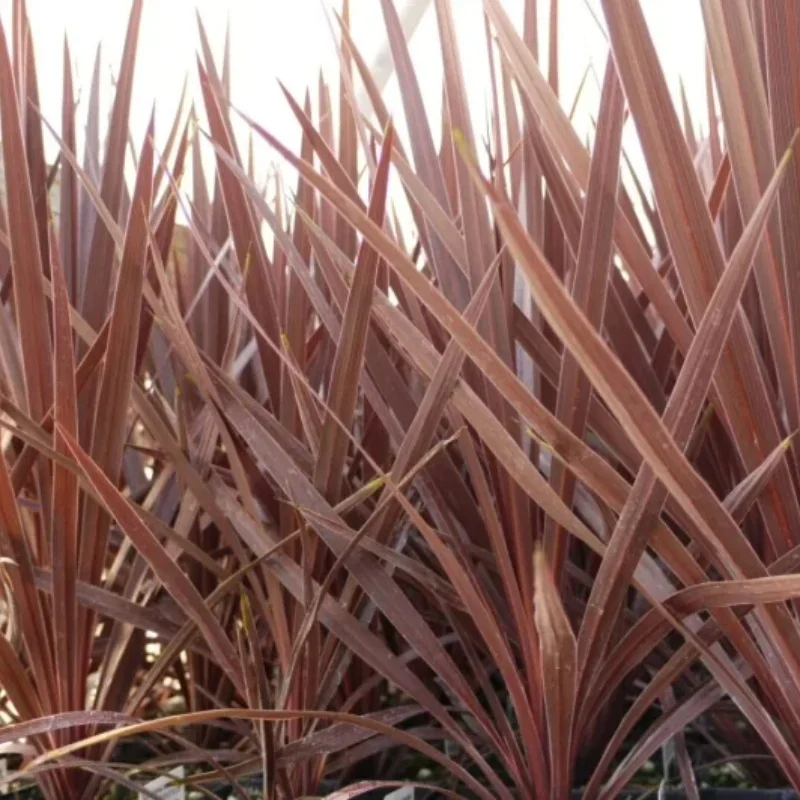 Torbay Palm, Cabbage Palm