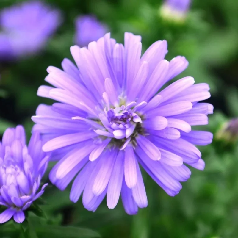 Michaelmas Daisy, New York Aster
