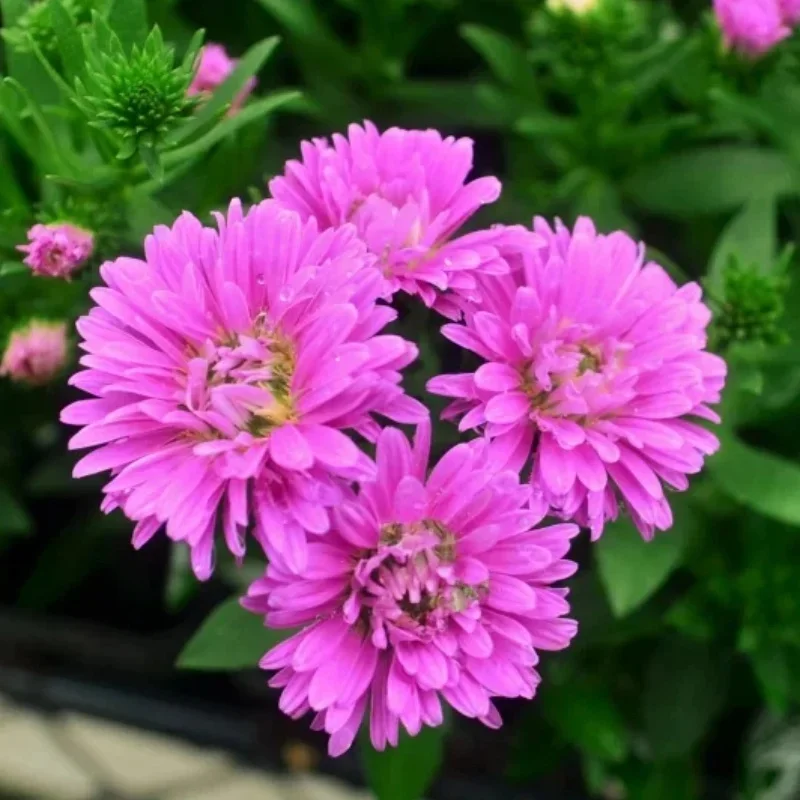 Michaelmas Daisy, New York Aster