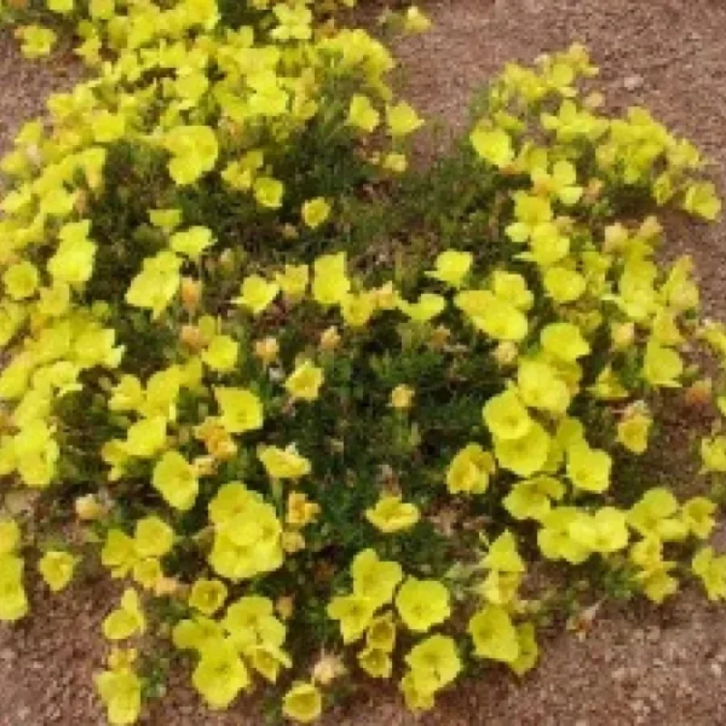 Prairie Lode Sundrops