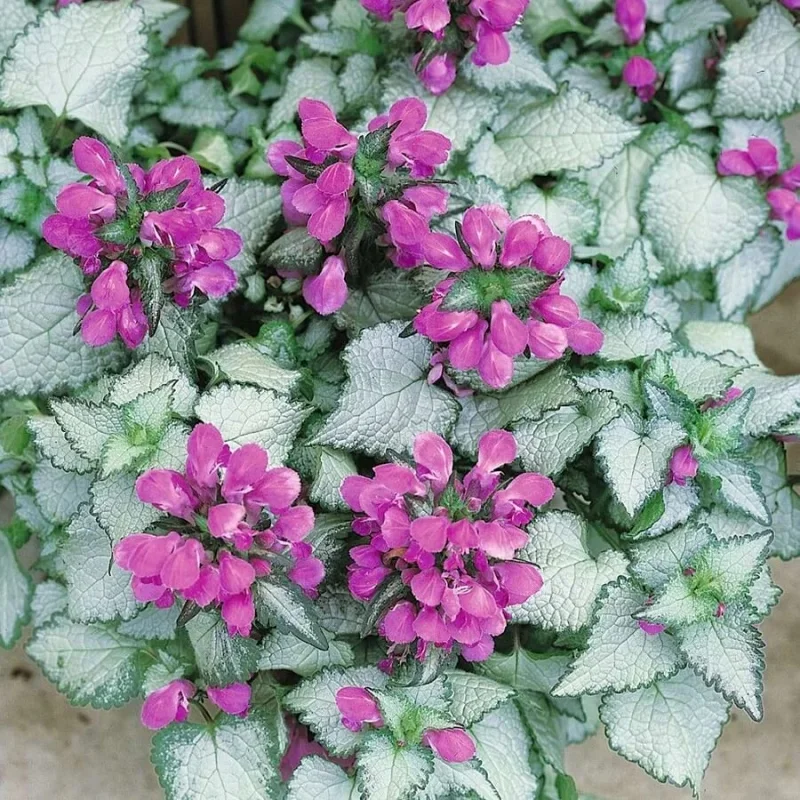 Spotted Deadnettle
