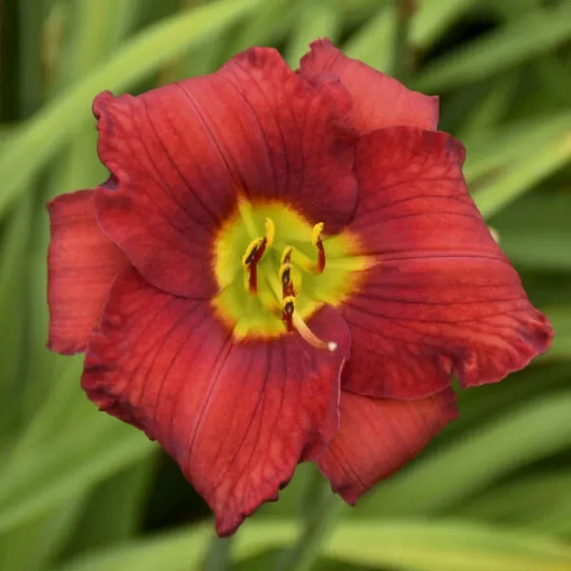 Daylily