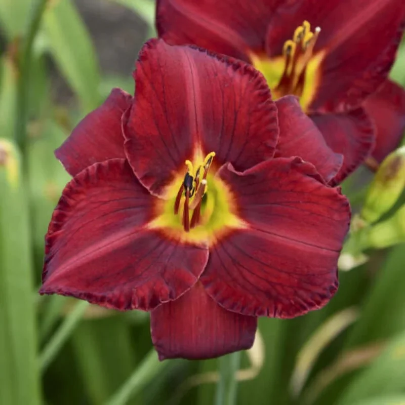 Daylily