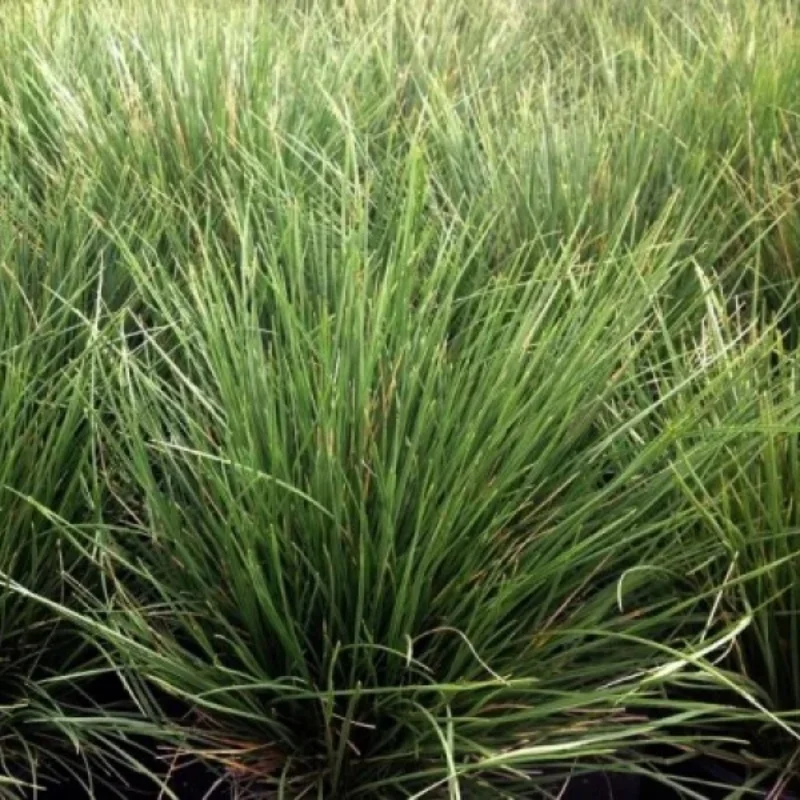 Atlas Fescue