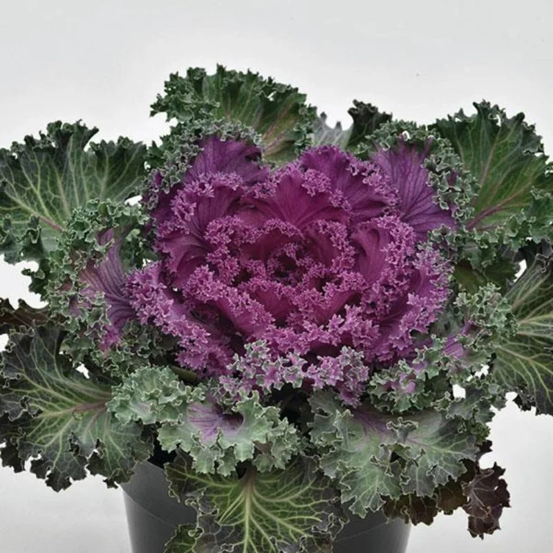 Flowering Kale