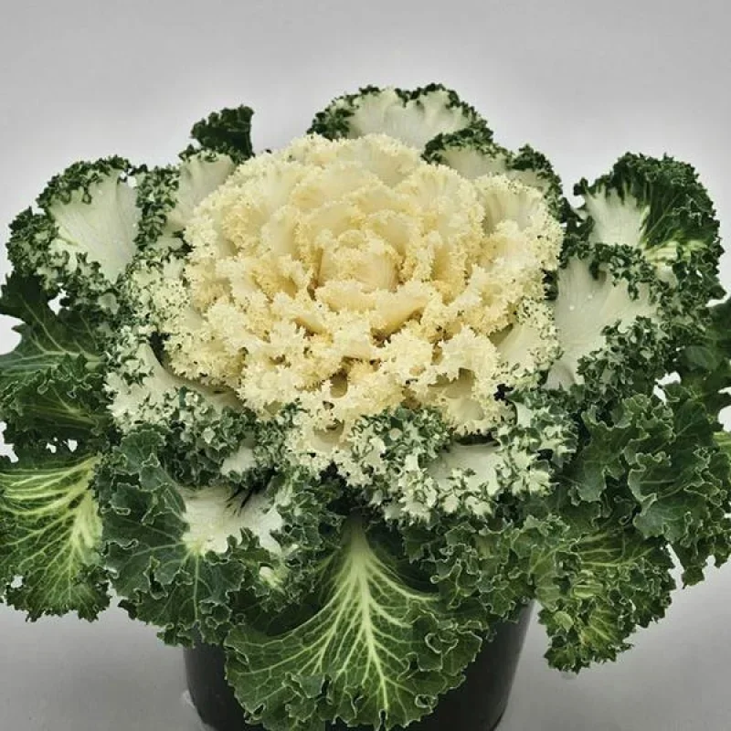 Flowering Kale