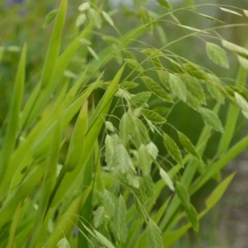 Northern Sea Oats