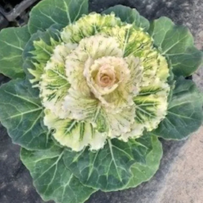 Flowering Cabbage