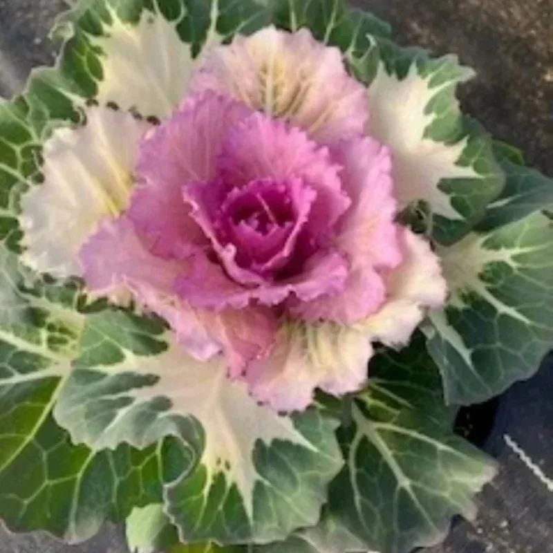 Flowering Cabbage