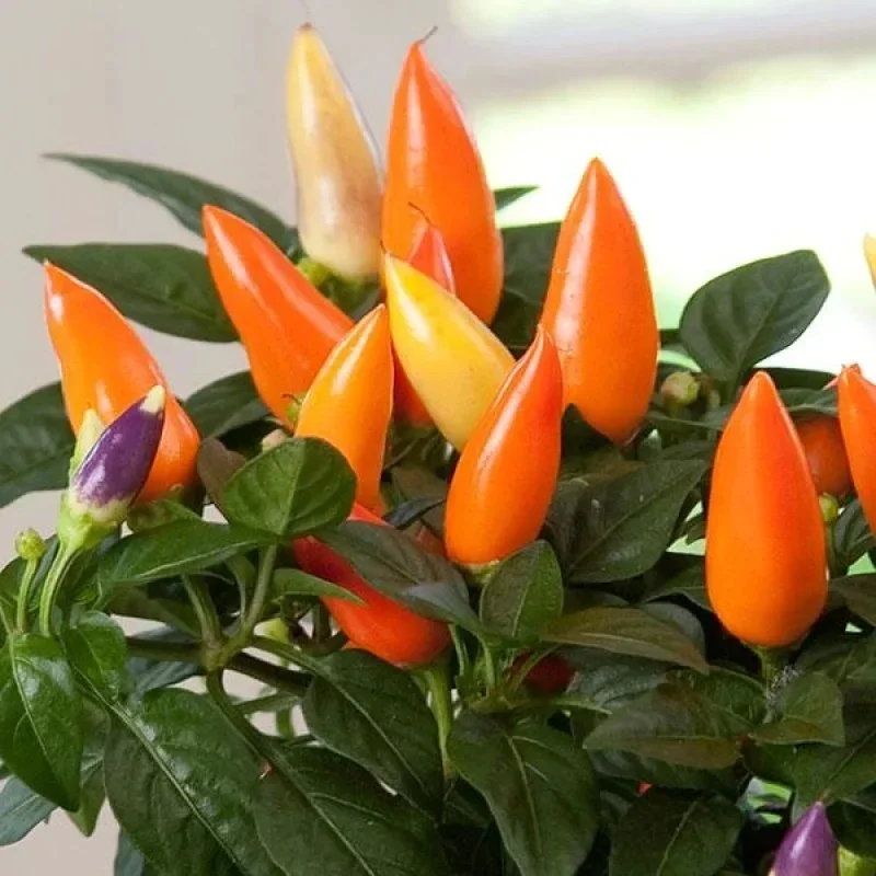 Annual Ornamental Pepper