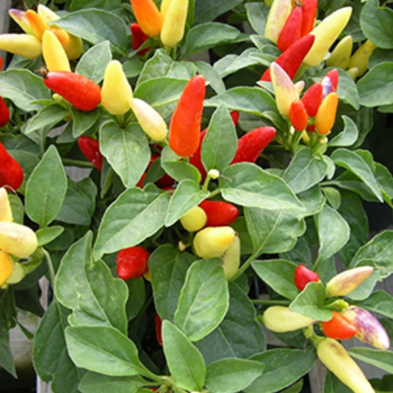 Annual Ornamental Pepper
