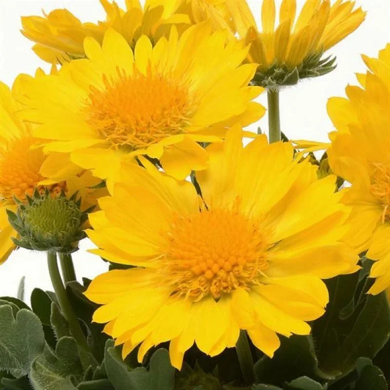Blanket Flower