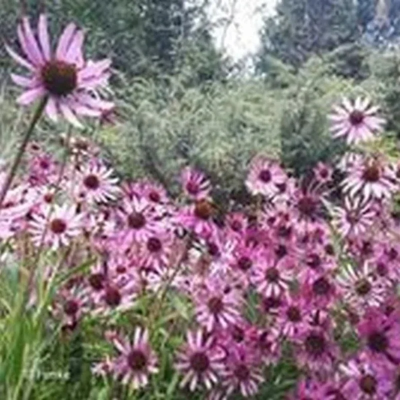 Tennessee Coneflower