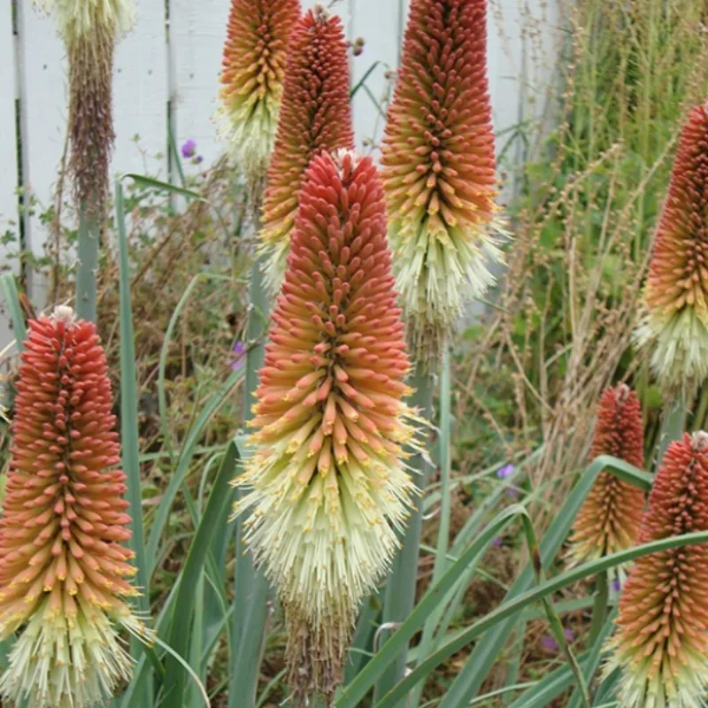 Regal Torchlily, Red Hot Poker