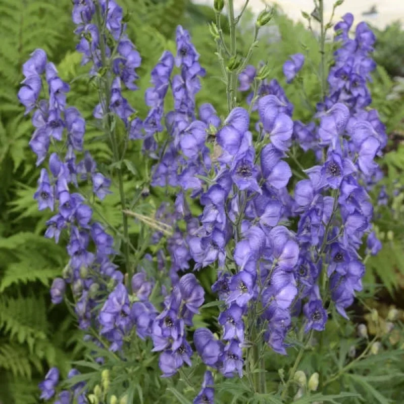 Azure Monkshood