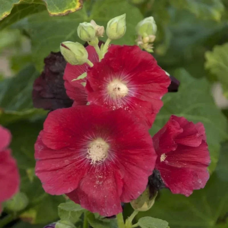 Hollyhock