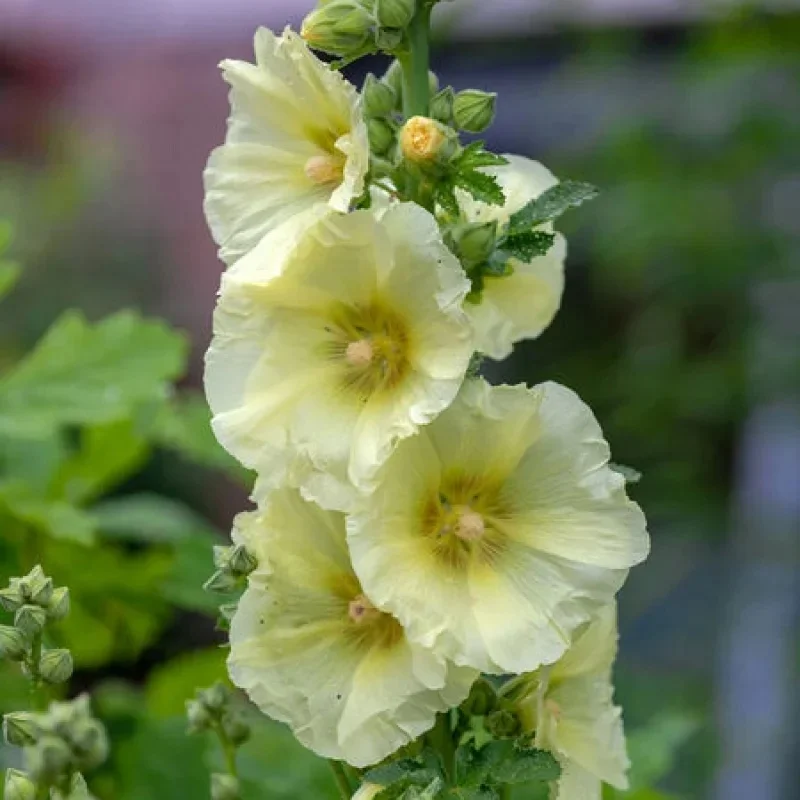 Hollyhock