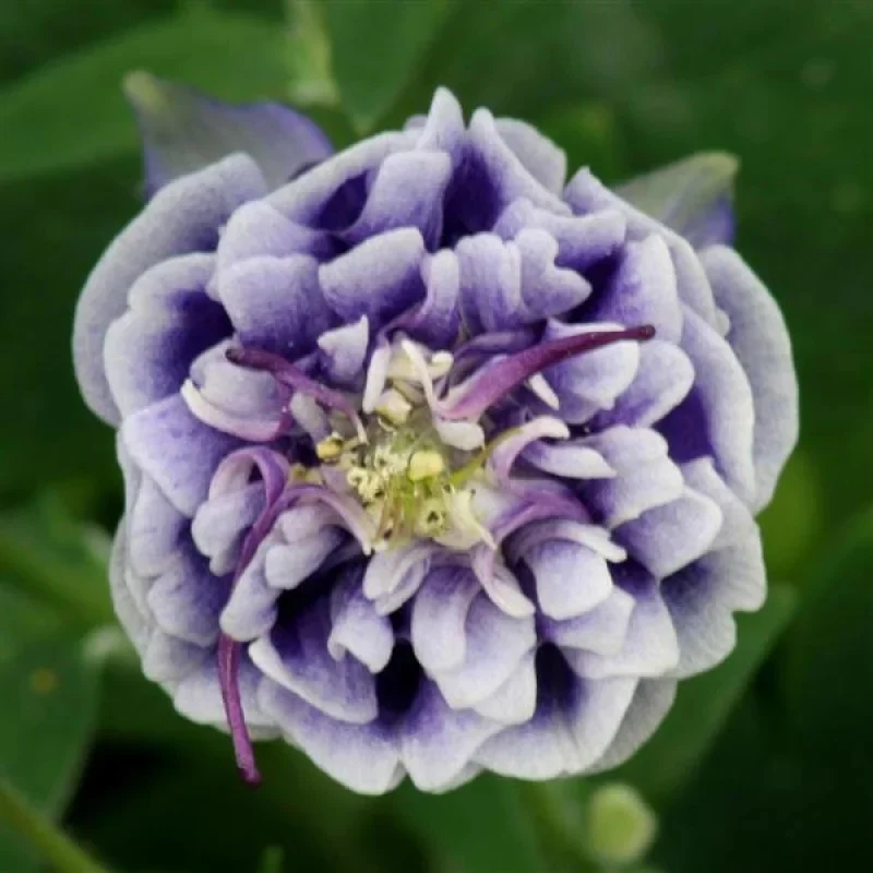 Columbine