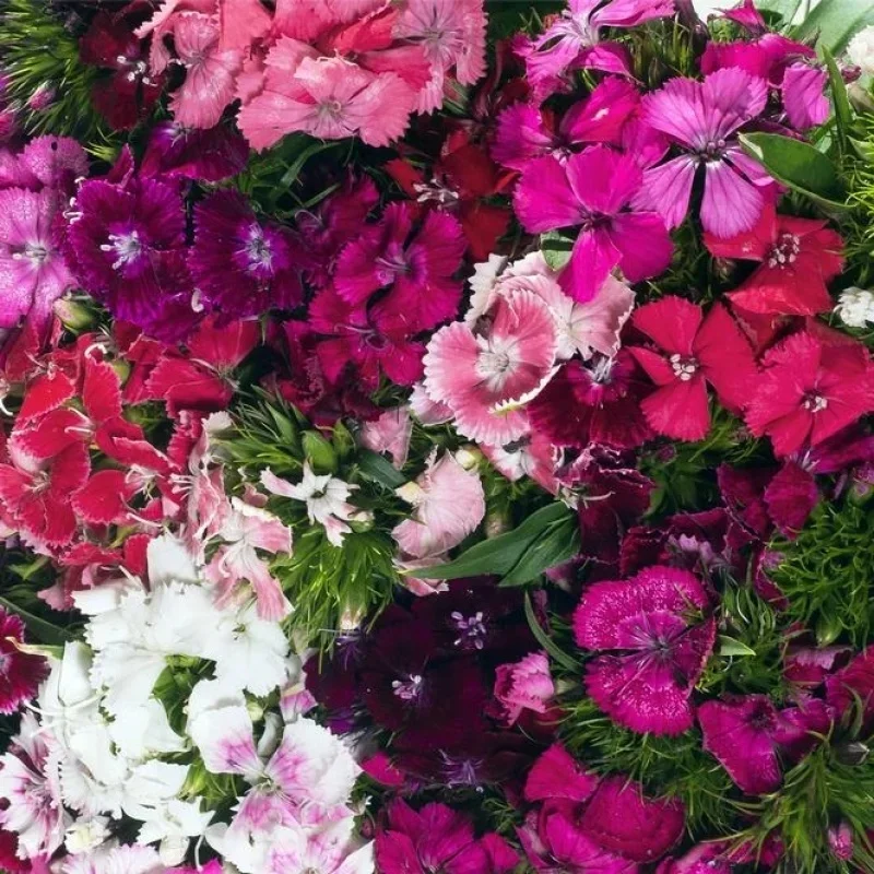 Sweet William