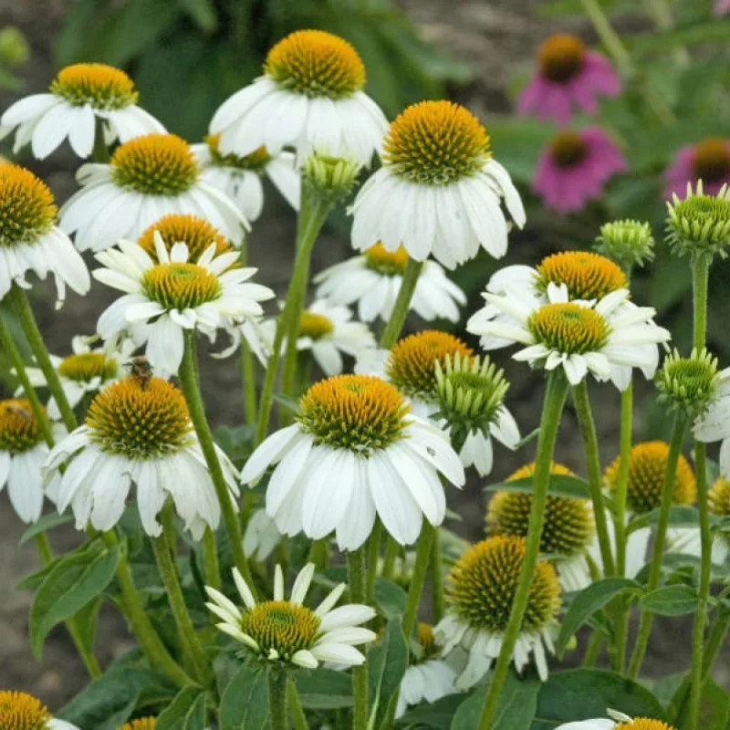 Coneflower
