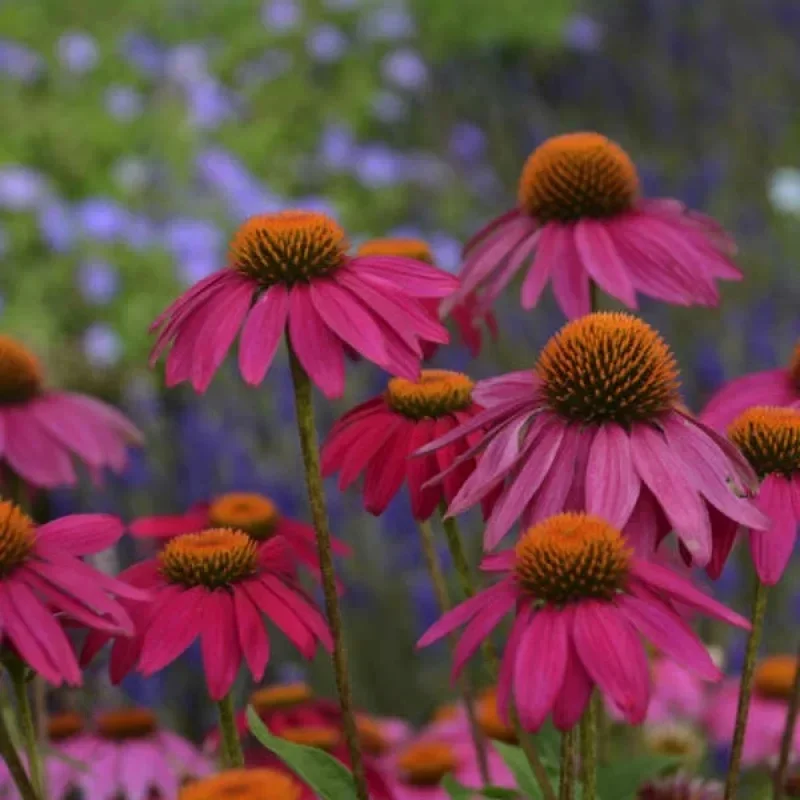 Coneflower