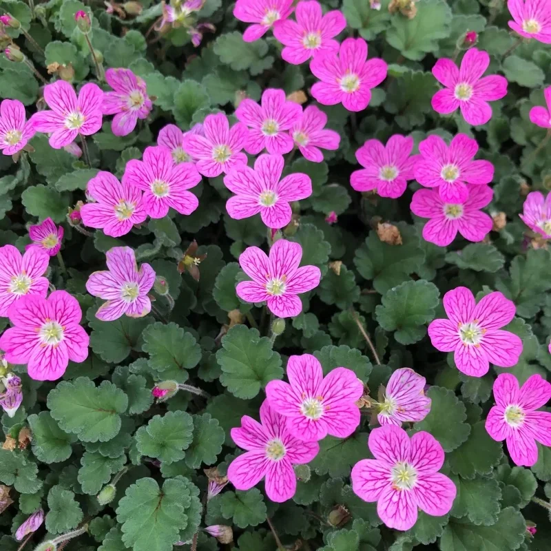 Heronsbill