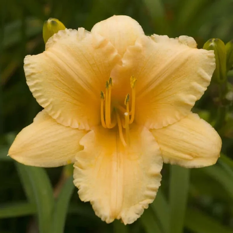 Daylily