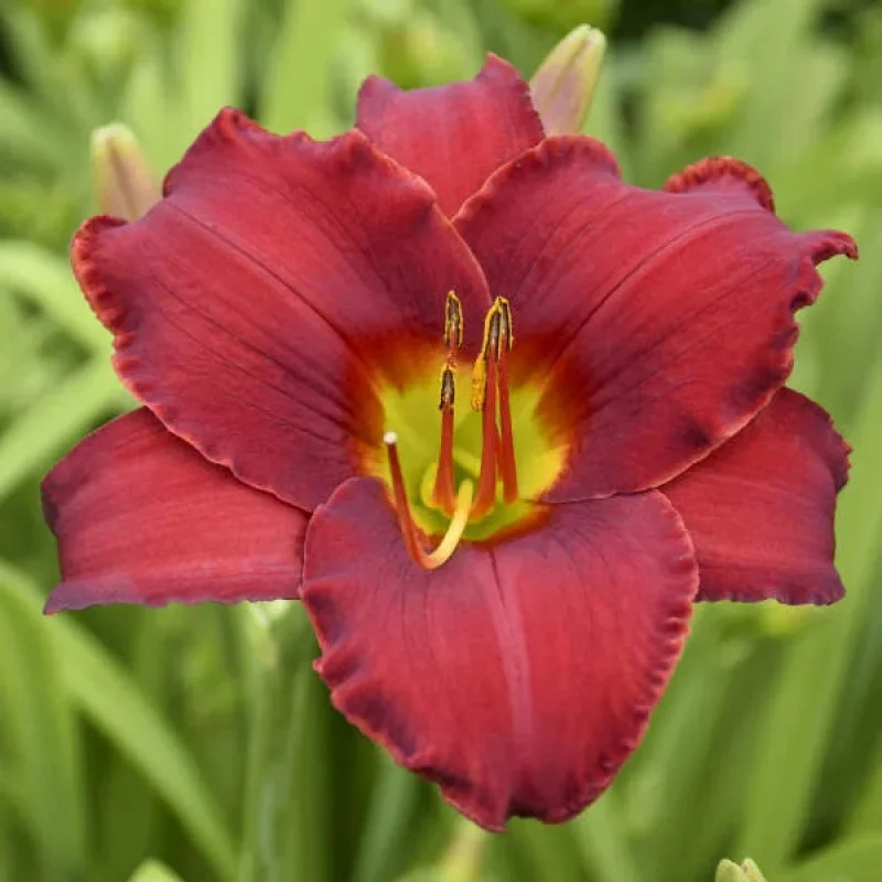 Daylily