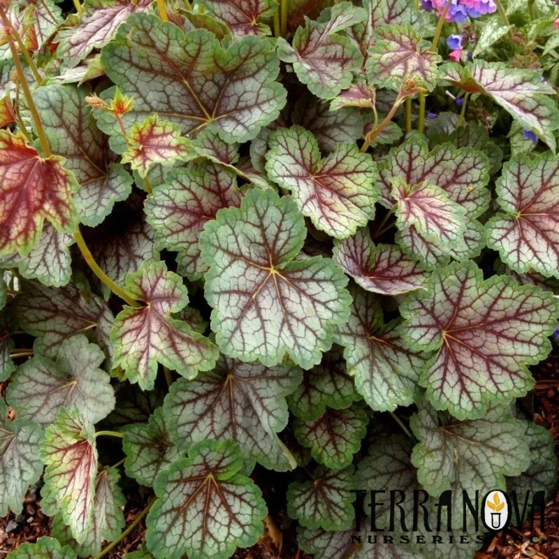 Coral Bells