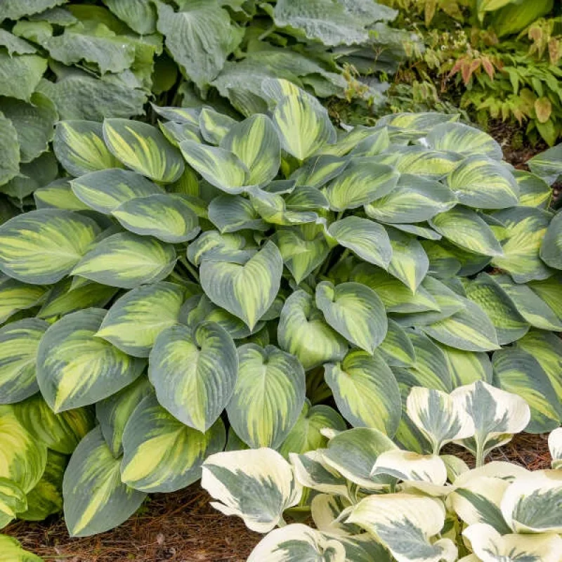 Plantain Lily