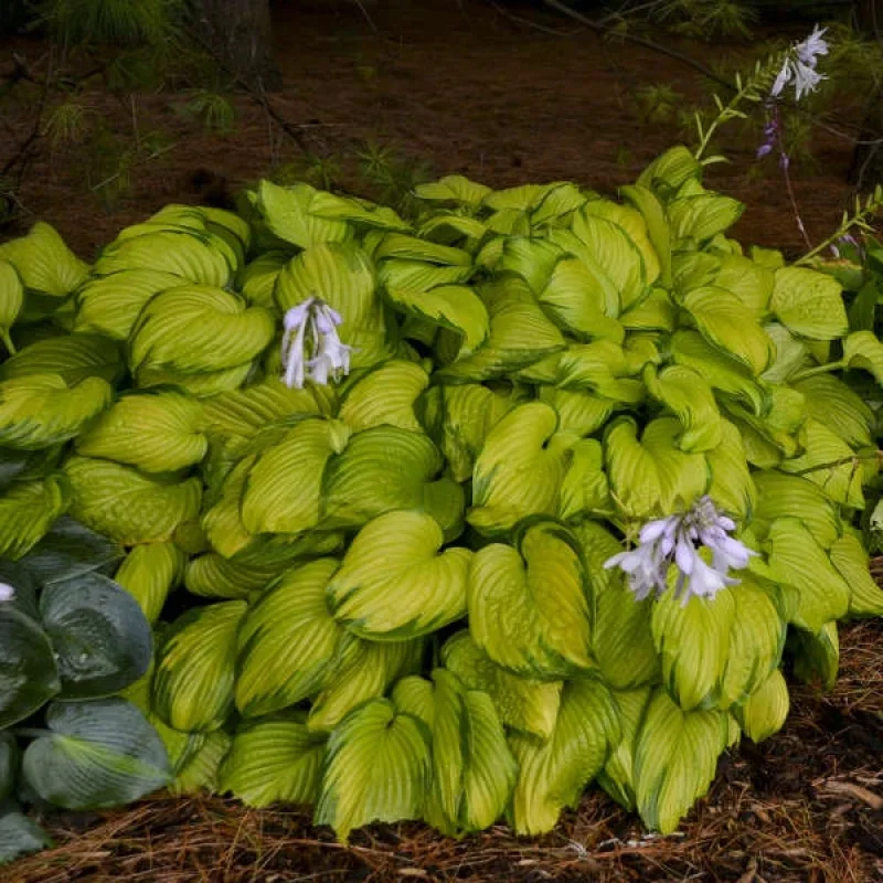 Plantain Lily