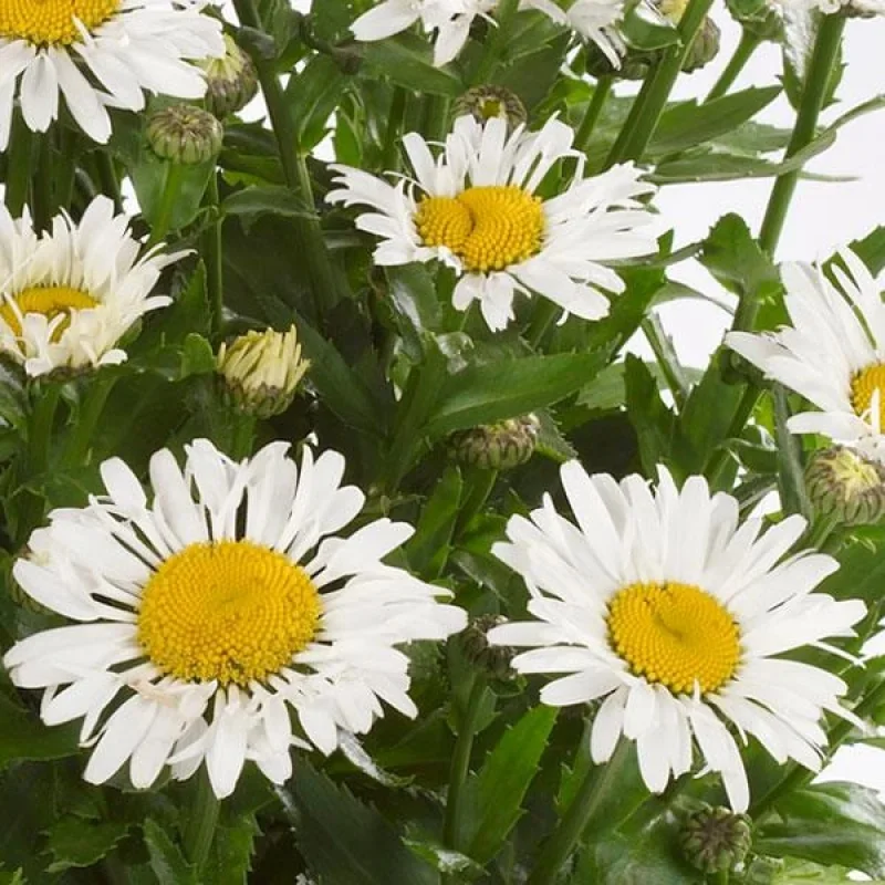 Shasta Daisy