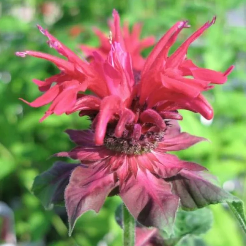 Bee Balm