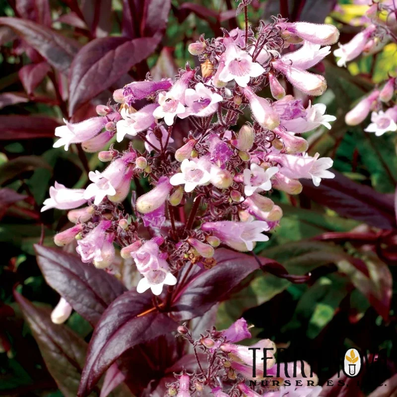 Beardtongue