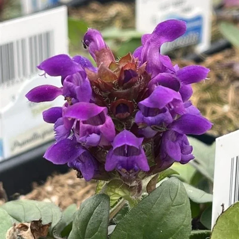 Self Heal