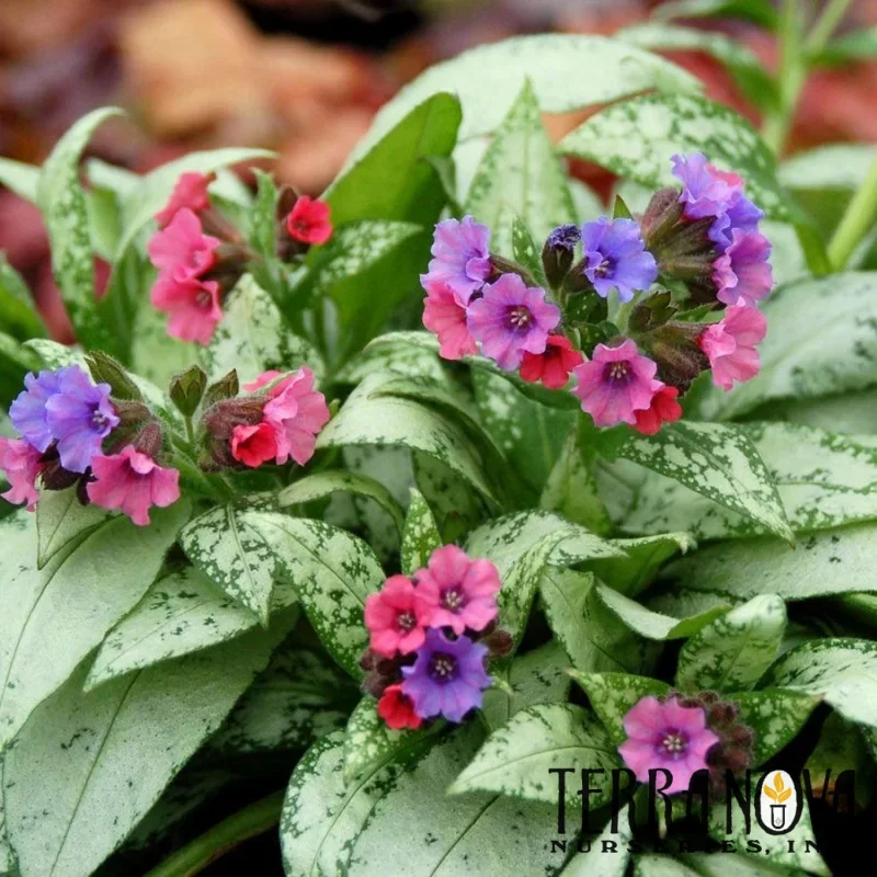 Lungwort