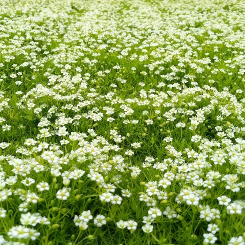 Scotch Moss