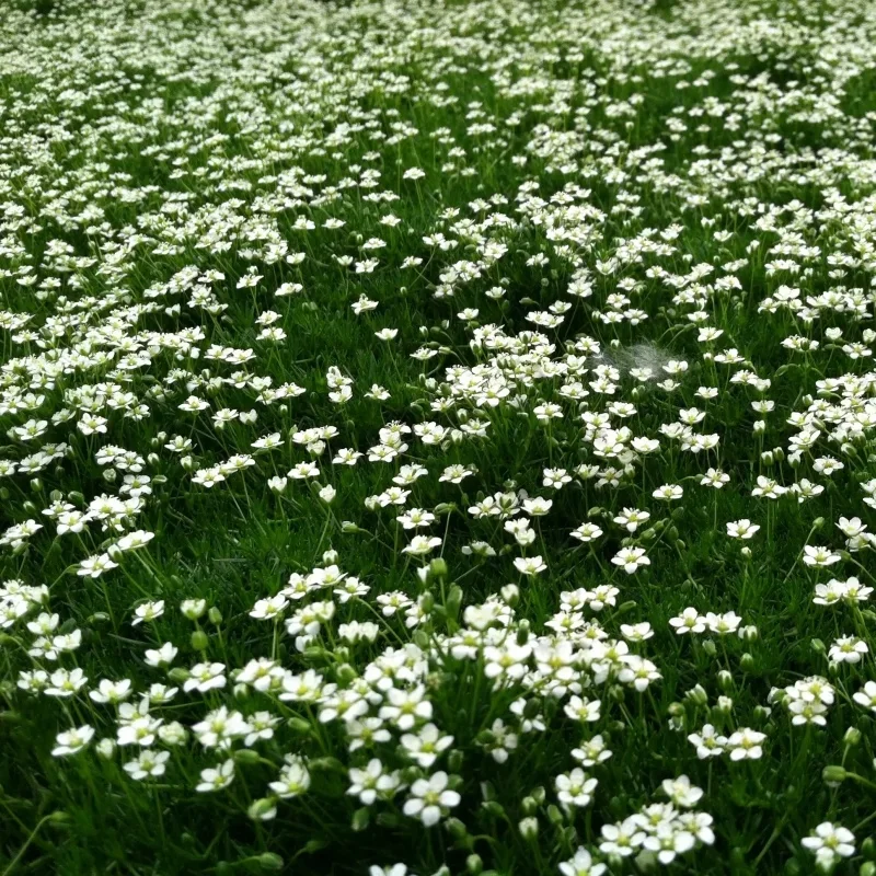 Irish Moss