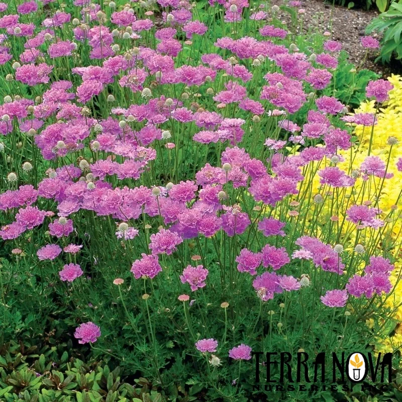 Pincushion Flower
