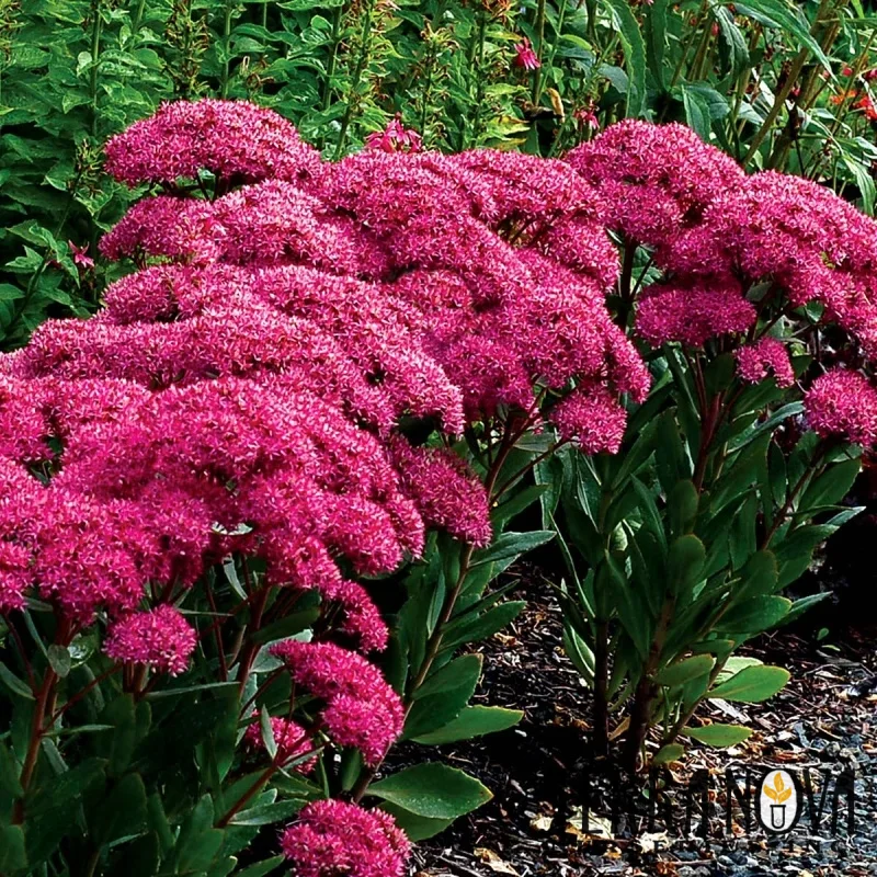 Stonecrop